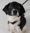 Smudge Puppy