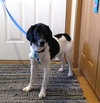 Smudge Puppy