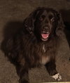 Sven