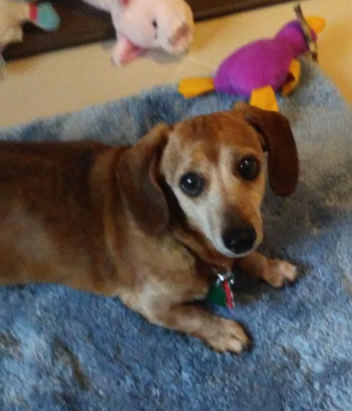 Liliosa