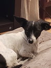 Lynnie