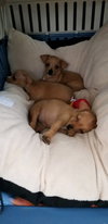 Claude Puppy MG