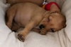 Claude Puppy MG