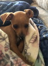 Claude Puppy MG