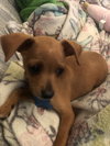 Claude Puppy MG