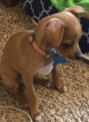 Claude Puppy MG