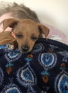 Claude Puppy MG