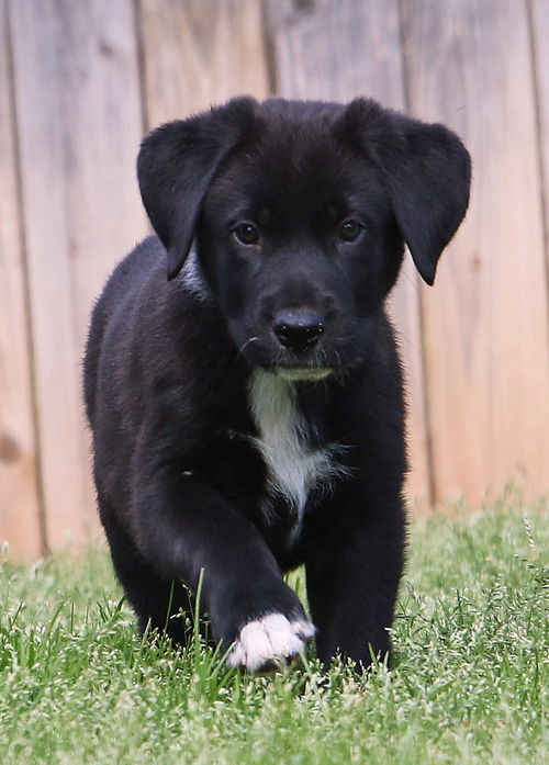 Onie Puppy MG