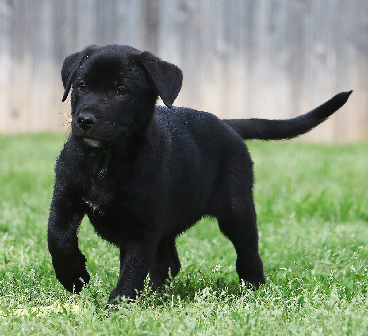 AH Siegel Puppy s Web Page
