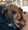 Skywalker Puppy
