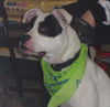 Bandi