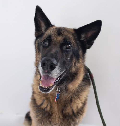 Marlow Senior Shepherd