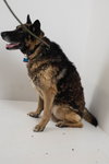 Marlow Senior Shepherd