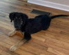 Hudson Puppy MG