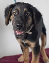 Hudson Puppy MG