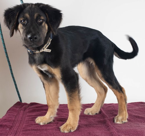 Hudson Puppy MG