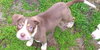 Biloxi Puppy FA