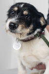 Token Pup