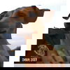 Caprio Pup