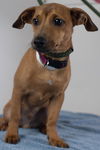 Caprio Pup