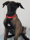Hildy Puppy