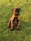 Fitzy Puppy