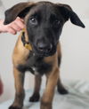 Fitzy Puppy