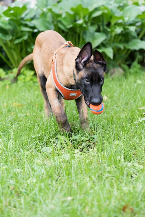 Fitzy Puppy