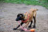 Fitzy Puppy