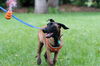 Fitzy Puppy