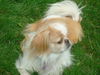 Frannie