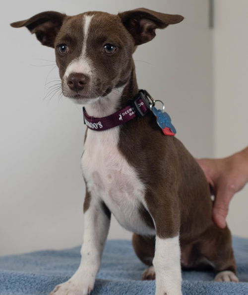 Gertrude McFuzz Puppy