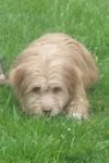 Keegan Pup FA