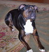 Roxie