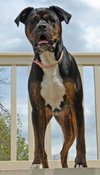Roxie