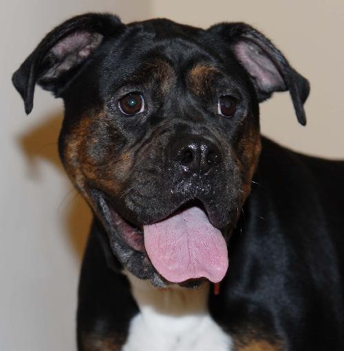 Roxie