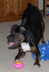Roxie