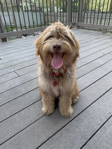 Rogan Pup