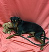 Skeets Pup