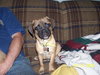 Sherman