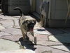 Sherman