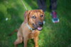 Kensley Pup FA