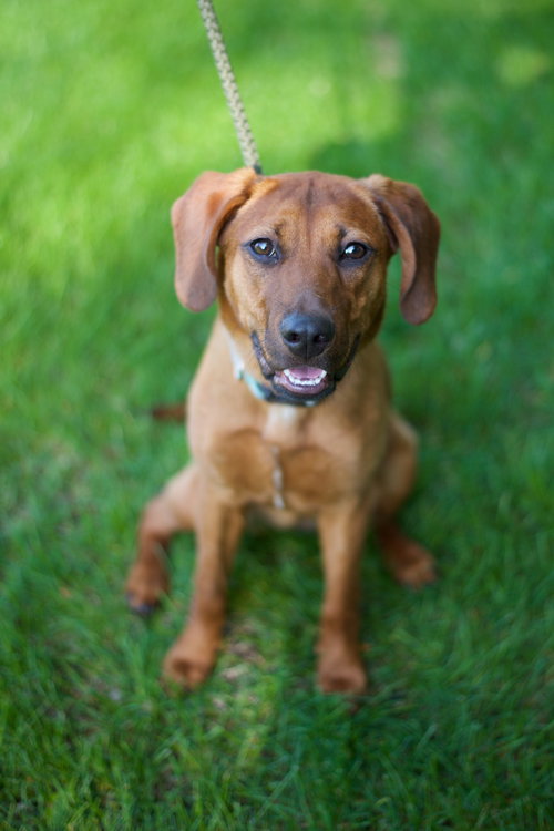 Kensley Pup FA