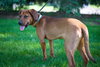 Kensley Pup FA