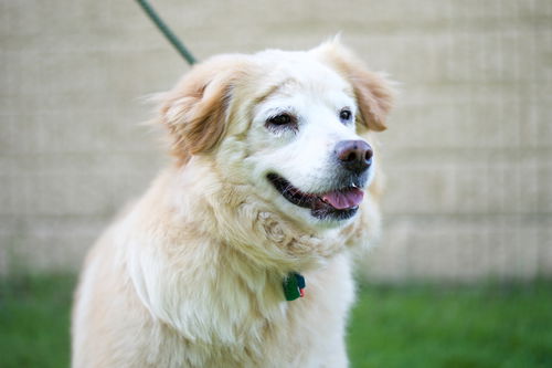Floof VFA