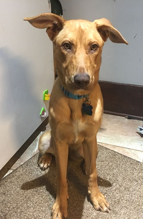 Keeley Puppy - Vacation Foster Needed 6/20-24!!