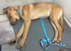 Keeley Puppy - Vacation Foster Needed 6/20-24!!