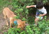 Keeley Puppy - Vacation Foster Needed 6/20-24!!