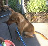 Keeley Puppy - Vacation Foster Needed 6/20-24!!