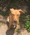 Keeley Puppy - Vacation Foster Needed 6/20-24!!